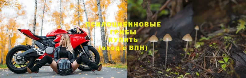 Галлюциногенные грибы Psilocybine cubensis  Кореновск 